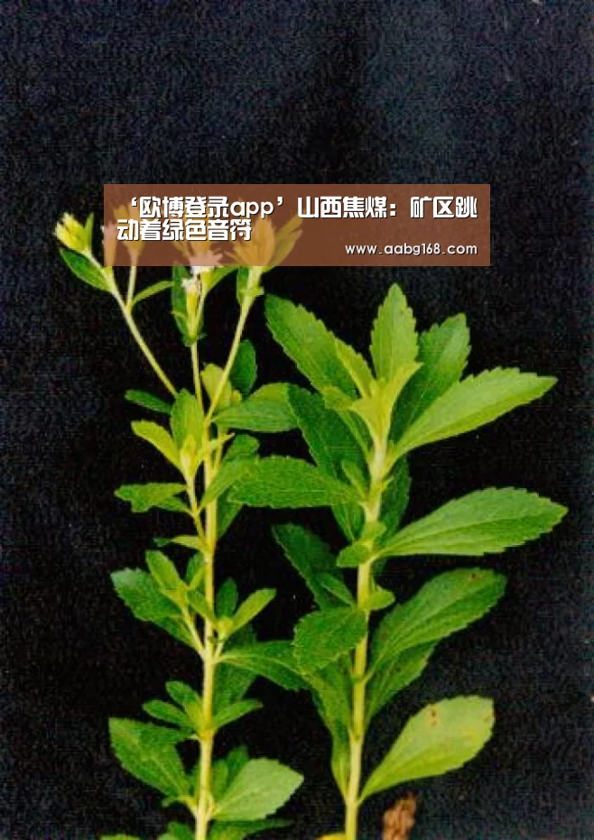 欧博服务